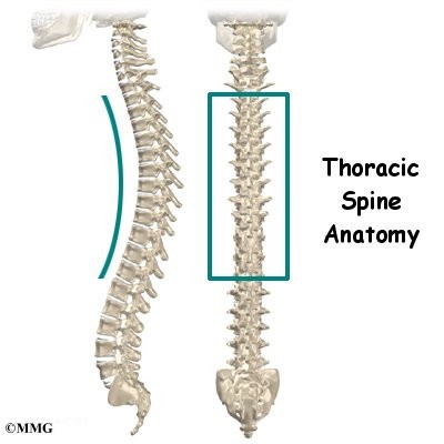 thoracic spine anatomy