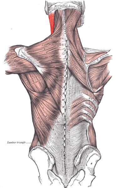 Thoracic vertebrae