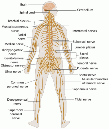 Intercostal Nerves