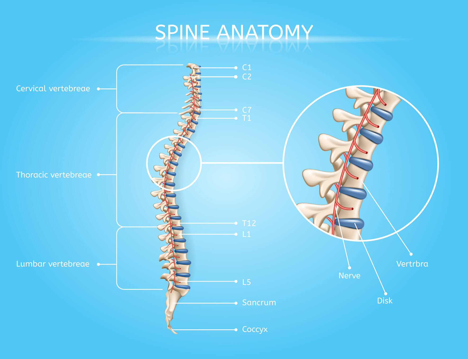 Human Spine Anatomy Vector