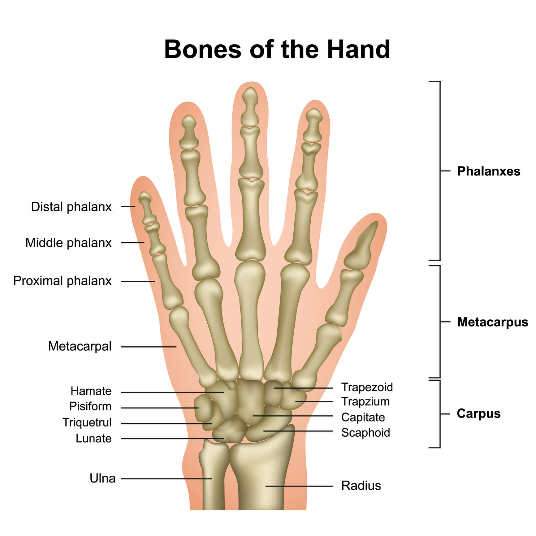Bones of the hand