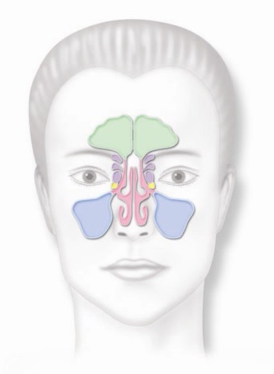 Front Woman Sinuses.jpg