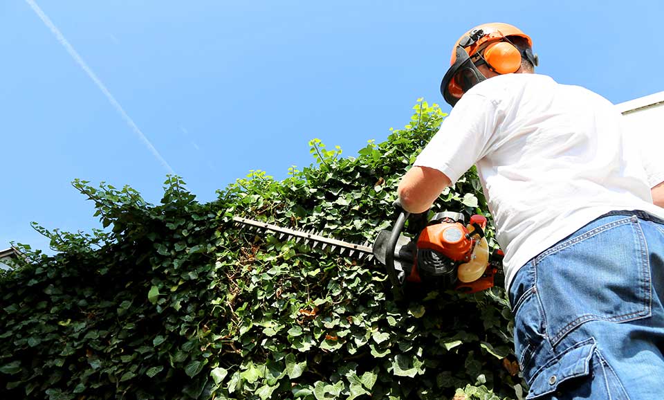 Man trimming hedges wearing a hard hat