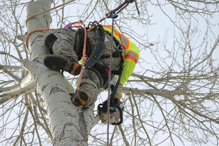 Man climbing in a tree