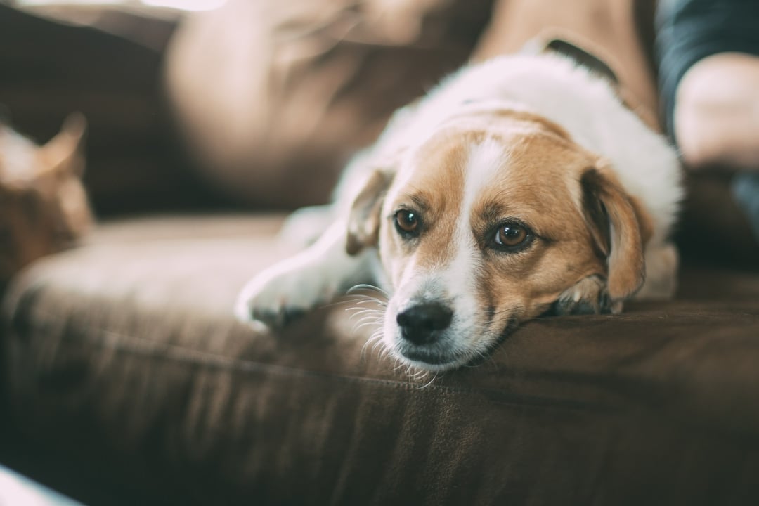 Allowing Pets in a Rental Property Good or Bad Idea?