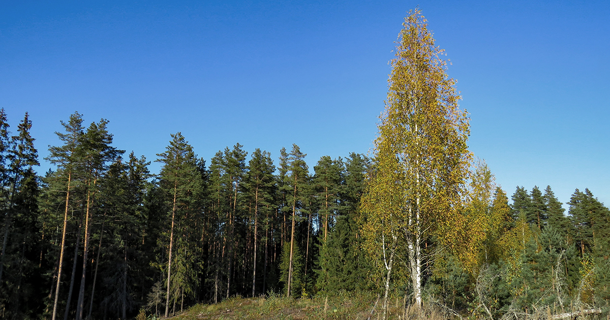 Supporting The River Dee Trust To Plant A Million Trees