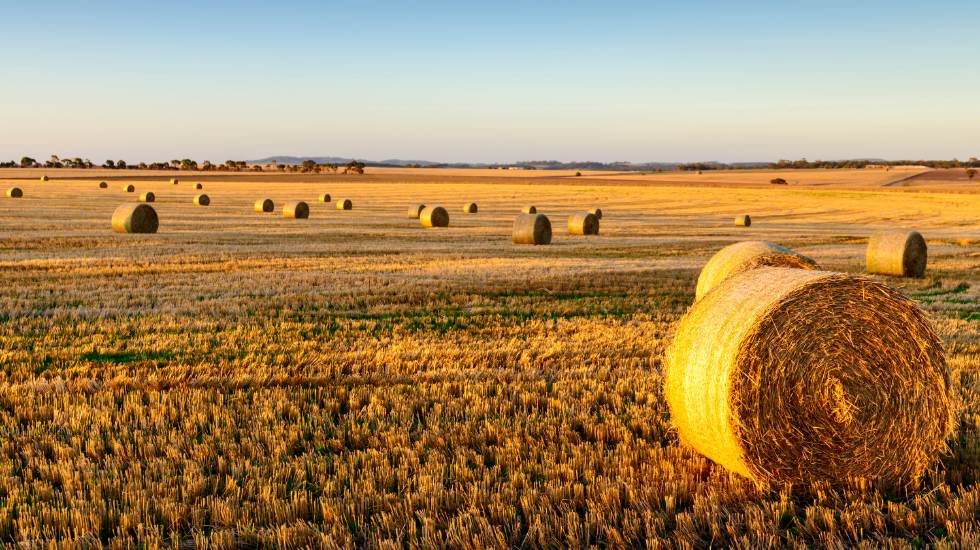 Hay bales in a field