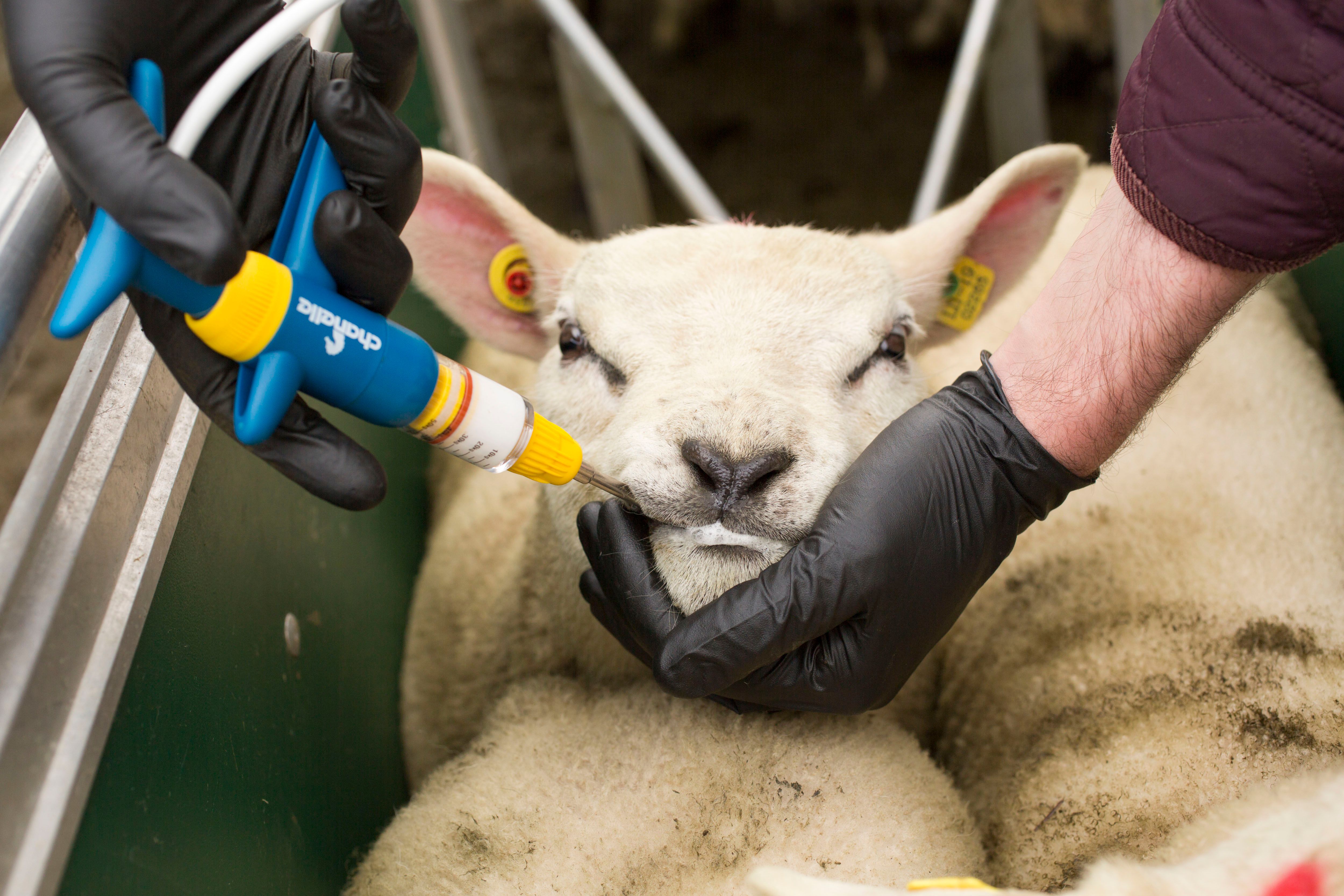 Fleet Farm Autodoes Microban Kill Coccidia - iso0o1s