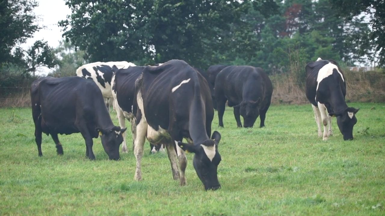Using Doramax® on Dairy Farms (Cows & Calves)