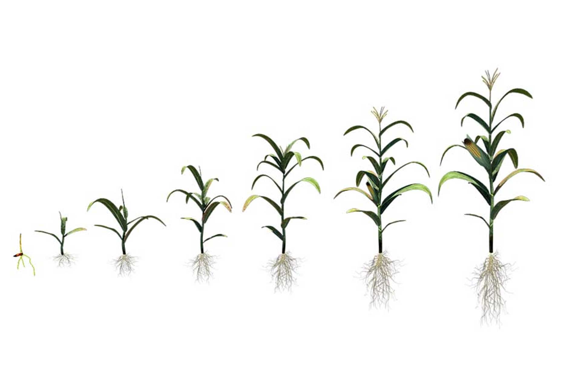 Crop Progress Report - May 4th, 2020