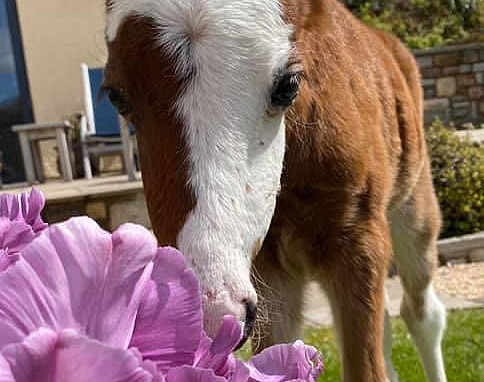 Abbey Equine Health Plans