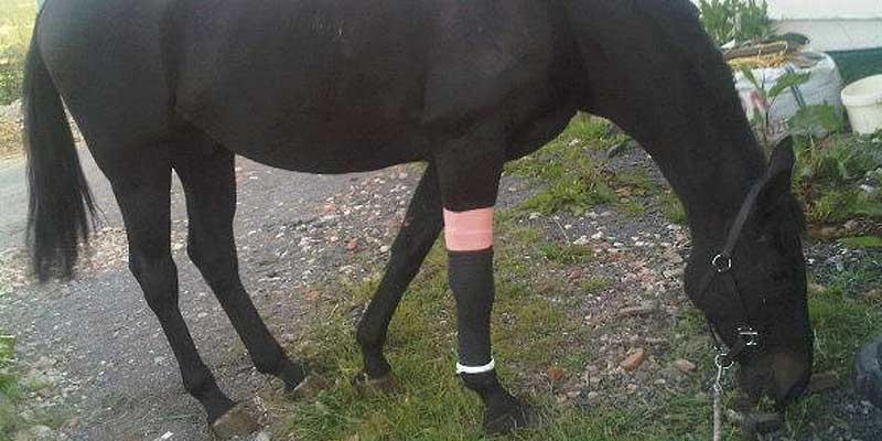 Wound Management and Bandaging