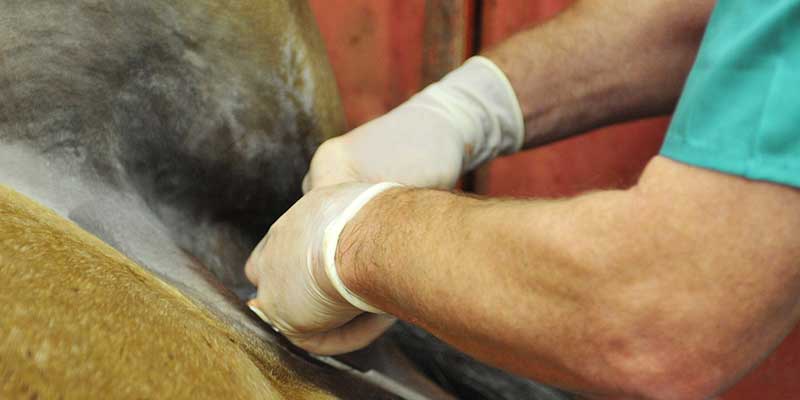 Castration