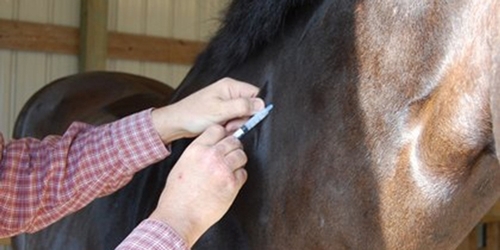 Vaccinations