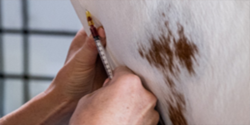 Pain Recognition and Management in Horses