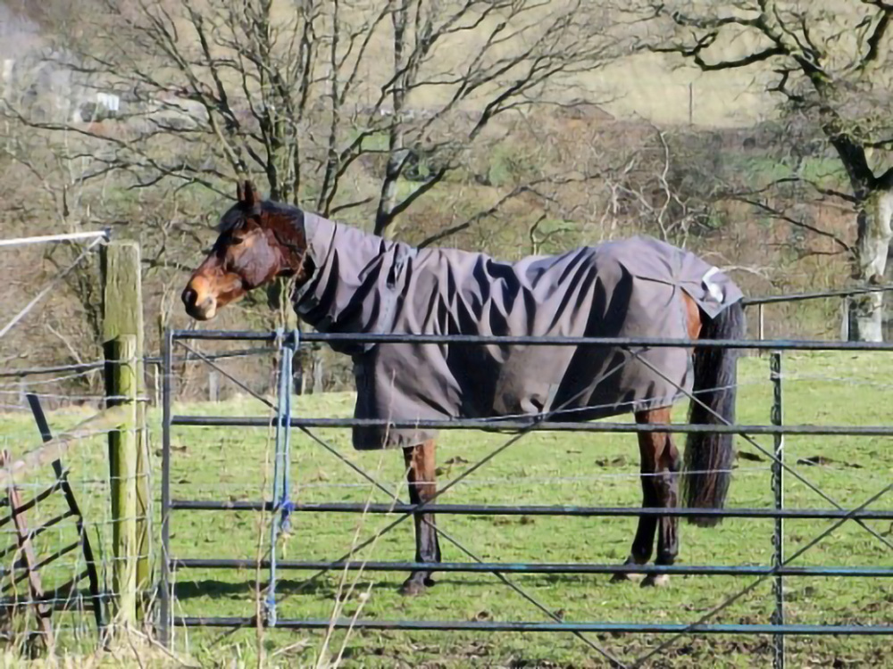 Abbey Equine's Top Horse Care Tips for Winter