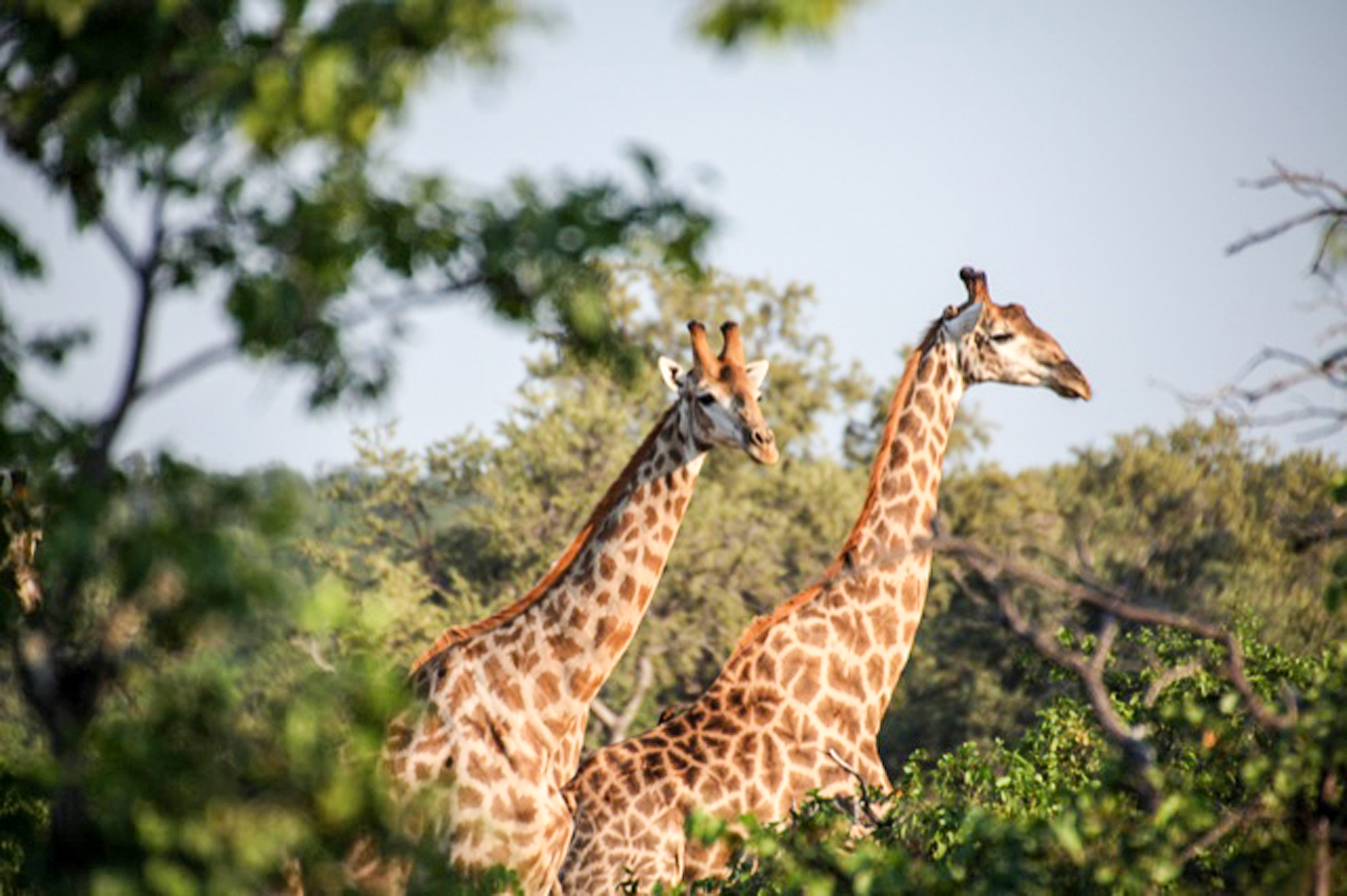South Africa Gallery Wildlife