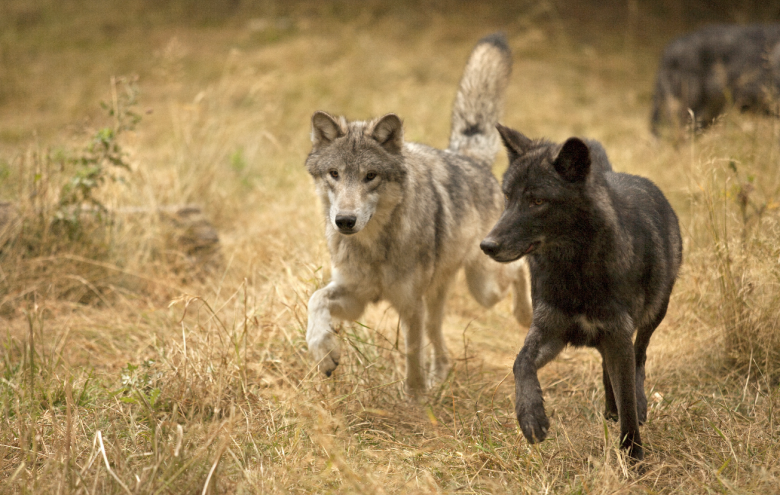 A pair of canines walking through grass.
