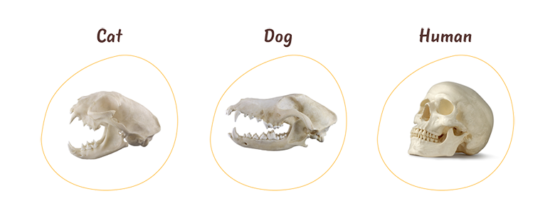 A skull of a cat, a dog and a human next to each other.