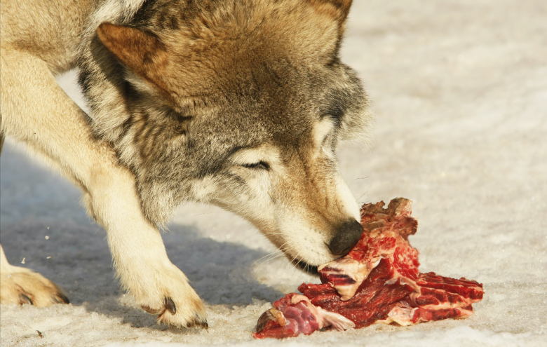 A wolf feeding on a piece of raw meat and bones.