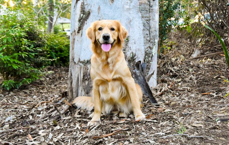 Happy and healthy looking Golden Retriever in front of a big tree.