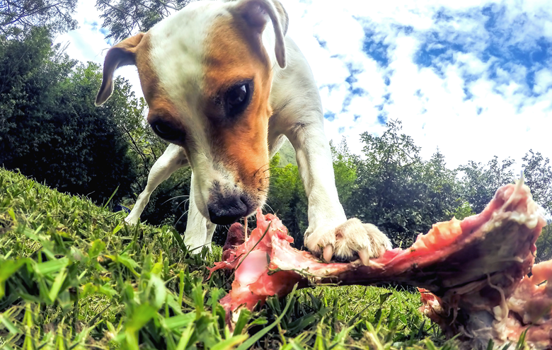 Dog with a big bone and meat in the garden.