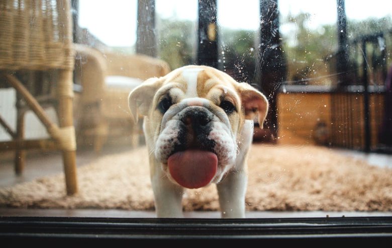 Puppy licking window - probably taking in bacteria.