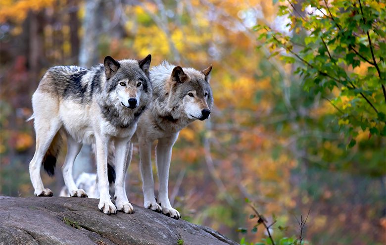 Wolves on a rock in the forrest.