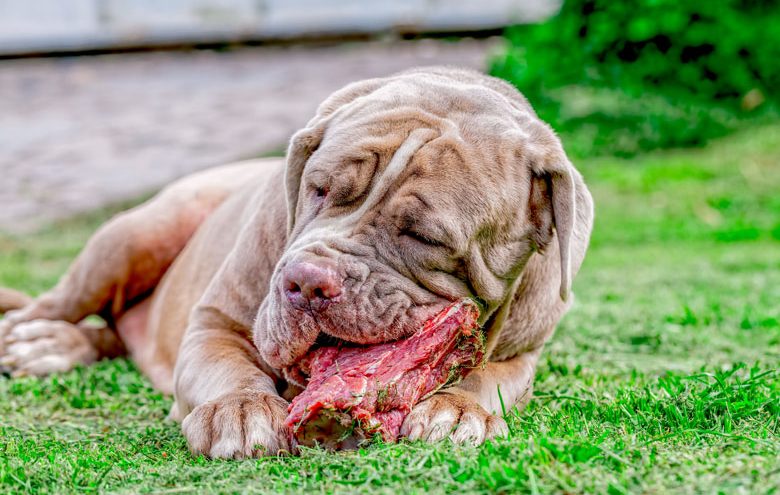 Dog eating raw meat outside.