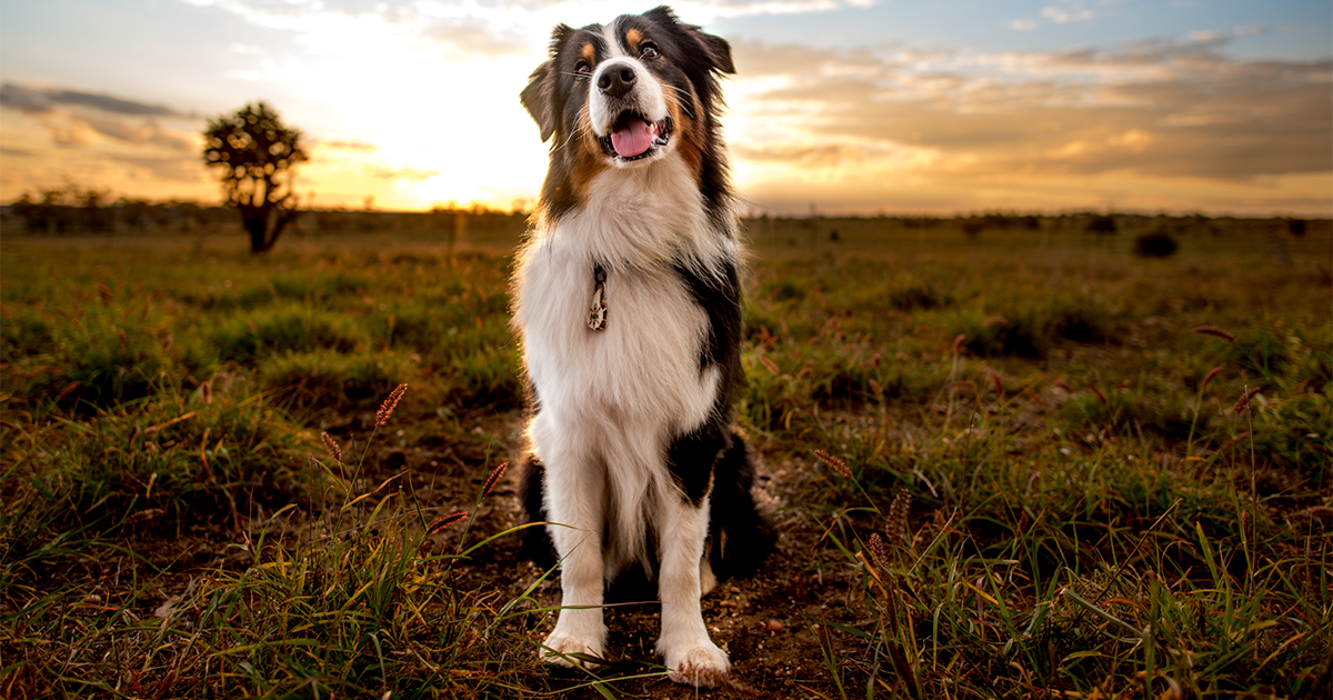 Dog on grass with sun in the background.
