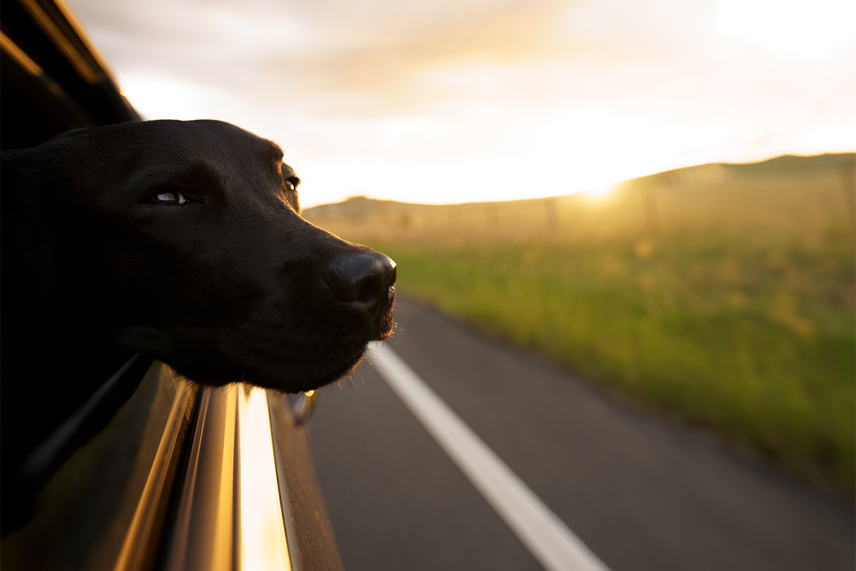 Close up of a dog leaning his head out of the window of a driving car.