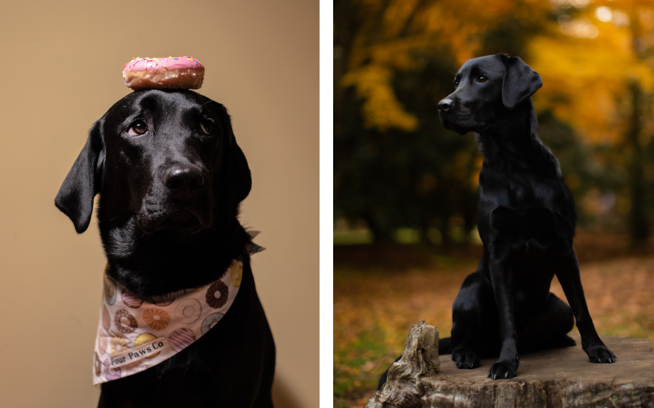 Two portraits of a black labrador. Half portrait of a dog with a donut in front of a beige background on the left. Full portrait of the same dog on a tree stump on the right.