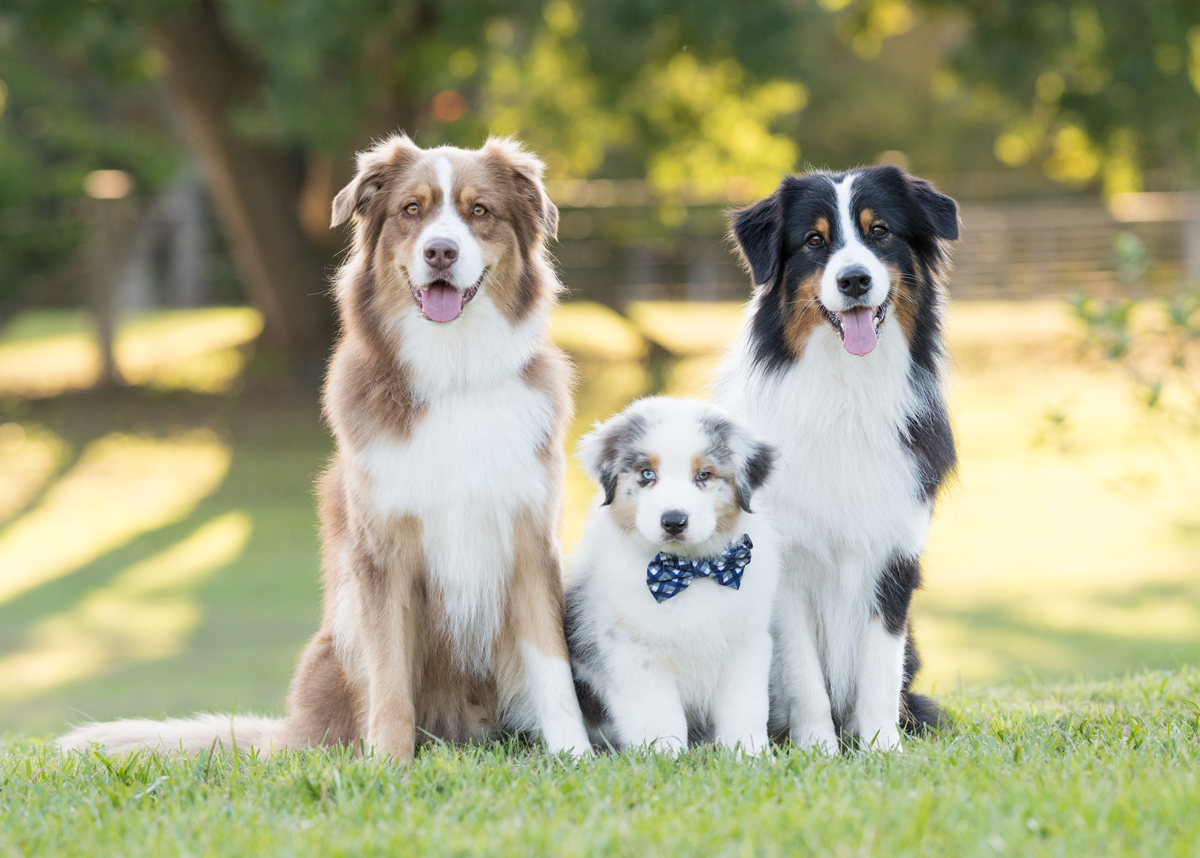 Portrait of two adult and one puppy dog with a bow tie on grass.