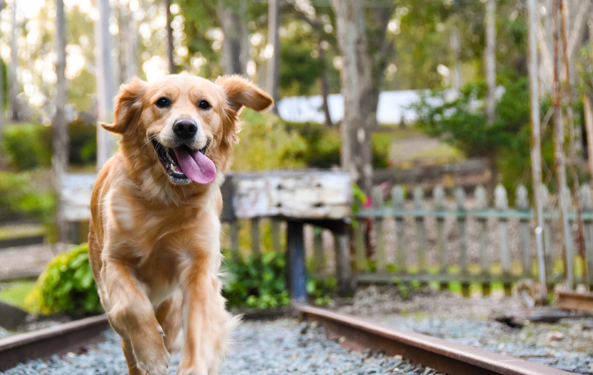 Golden Retriever on train tracks running towards the camera.