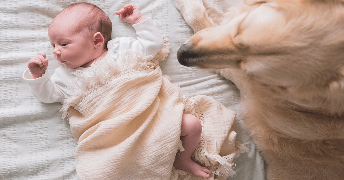 Dog sitting next to newborn baby