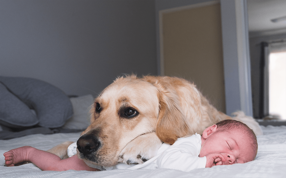 dog resting head on baby's back