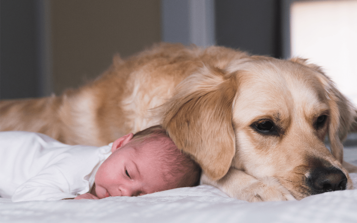 Dog and Baby lying next to each other