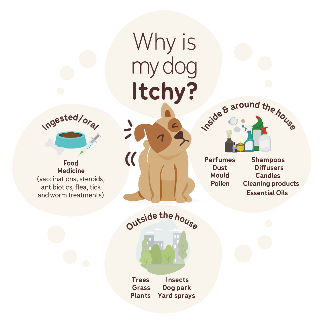 Why is my dog itchy diagram