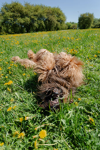 Doggo rolling in field of grass