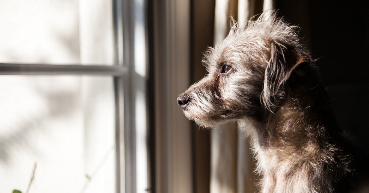 Sad dog looking out of window
