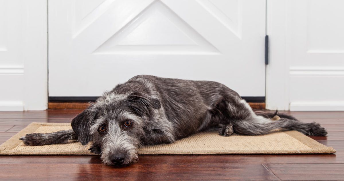 Dog waiting at door