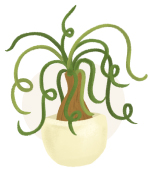 ponytail palm plant illustration