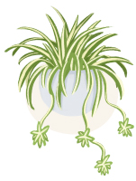 spider plant illustration
