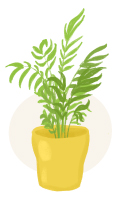 parlor palm plant illustration
