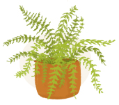 boston fern plant illustration