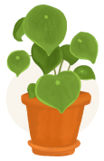 peperomia plant illustration