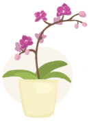 orchid plant illustration