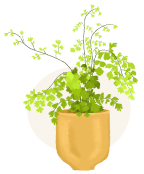 maidenhair fern plant illustration