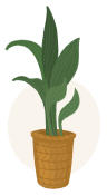 cast iron plant illustration