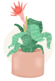 bromeliad plant illustration